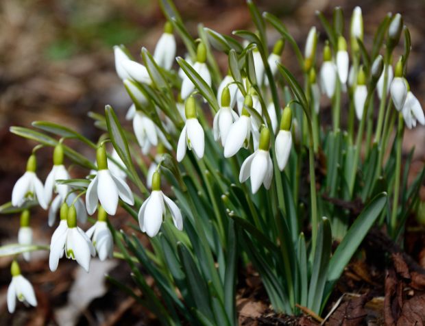 Gardens and open parklands in South East England to enjoy the spectacular snowdrop. 